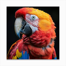 Macaw Parrot 2 Canvas Print