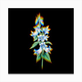 Prism Shift Bellflowers Campanula Botanical Illustration on Black n.0311 Canvas Print