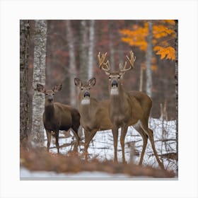 Mule Deer Canvas Print