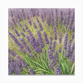 Lavender Field Canvas Print