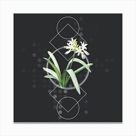 Vintage Pancratium Illyricum Botanical with Geometric Line Motif and Dot Pattern n.0261 Canvas Print