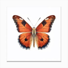 Butterfly 39 Canvas Print