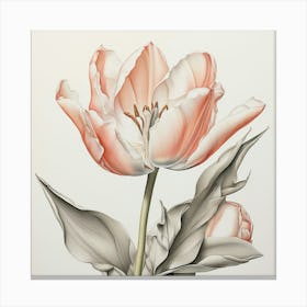 Pink Tulip Canvas Print