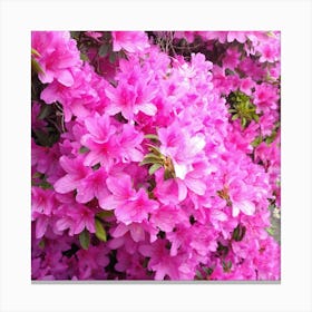 Azaleas 7 Canvas Print