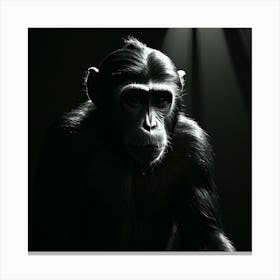 Chimpanzee - Canvas Print