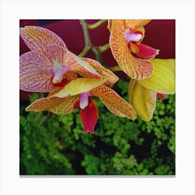 Yellow Orchids 3 Canvas Print