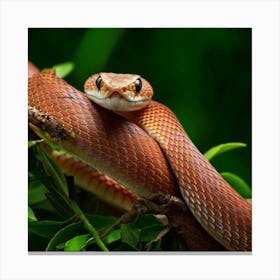 Firefly Playful Baby Snake Twisted In Surprise On Branch 91938 (2) Canvas Print