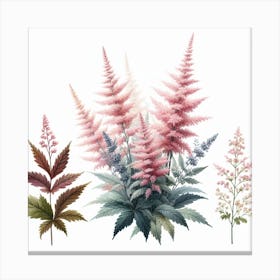 Astilbe 3 Canvas Print