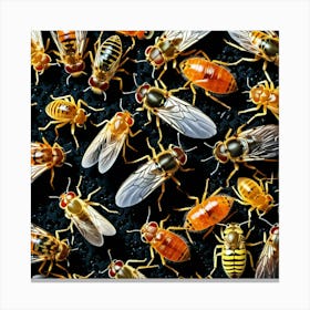 Flies 12 Canvas Print