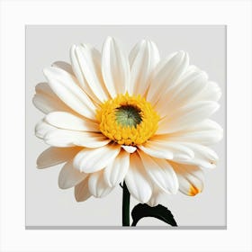 White Daisy 1 Canvas Print