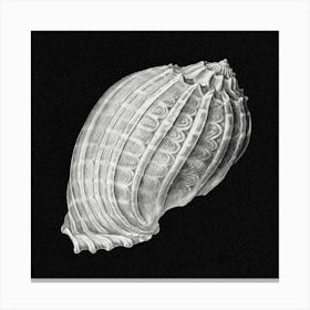 Vintage Shell 2, Ernst Haeckel Canvas Print
