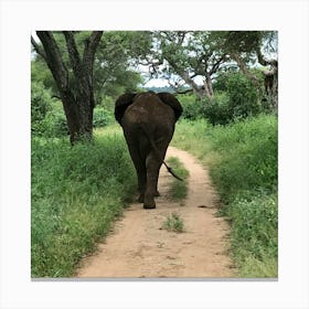 Elephant Walking Down A Dirt Road Canvas Print