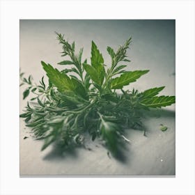 Weed Stock Videos & Royalty-Free Footage Canvas Print