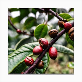 Coffee Beans On A Tree 52 Canvas Print