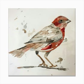 Red Finch Canvas Print