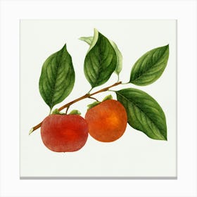 Peach Tree Canvas Print