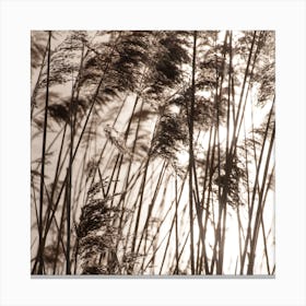 Grasses In The Golden Sunset Square Canvas Print