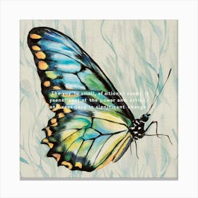 Butterfly Print 3 Canvas Print