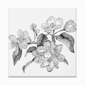 Apple blossom2 Canvas Print