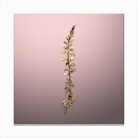 Gold Botanical Adenocarpus on Rose Quartz n.4819 Canvas Print