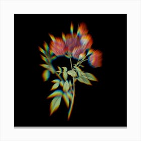 Prism Shift Ternaux Rose Bloom Botanical Illustration on Black n.0371 Canvas Print
