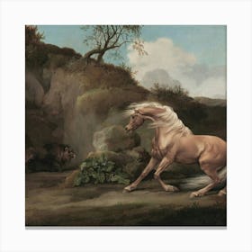 Horse Galloping 4 Canvas Print