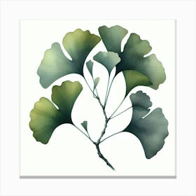 Gingko, watercolour Canvas Print