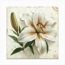 White Lily 1 Canvas Print