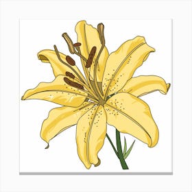 Yellow Lily 1 Canvas Print