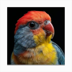 Colorful Parrot 2 Canvas Print