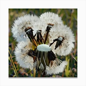 Dandelion Canvas Print