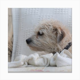 Terrier Dog Canvas Print