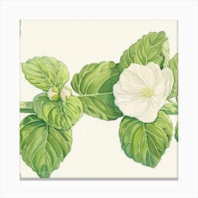 Hibiscus Canvas Print