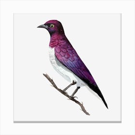 Purple Kingfisher Canvas Print