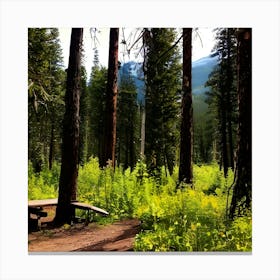 Bench In The Woods Canvas Print