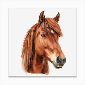 Horse Head Watercolor Illustration Canvas Print