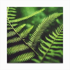 Fern Leaf 2 Canvas Print