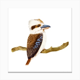 Kookaburra Bird Canvas Print