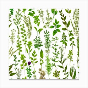 Herbs On White Background 1 Canvas Print