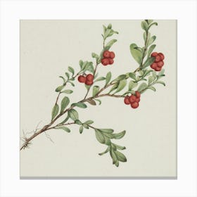 Cranberry Canvas Print