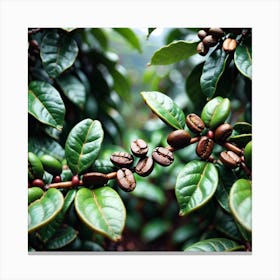 Coffee Beans On A Tree 2 Canvas Print