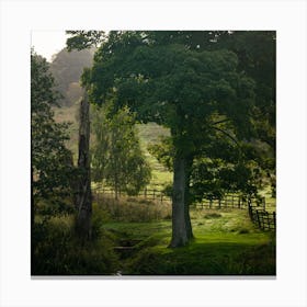 Tree In A Field Canvas Print