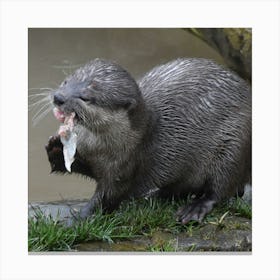 Hungry Otter Canvas Print