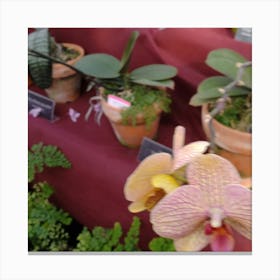 Orchids In Pots Canvas Print