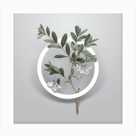 Vintage White Honeysuckle Plant Minimalist Botanical Geometric Circle on Soft Gray n.0548 Canvas Print