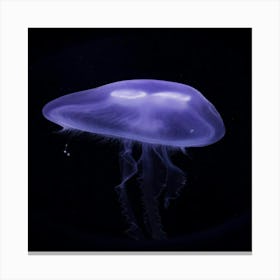 Jellyfish - Jellyfish Stock Videos & Royalty-Free Footage Canvas Print