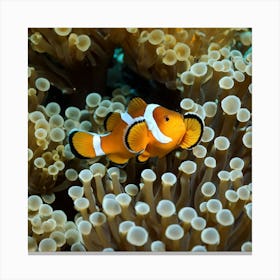 Clownfish In Anemone Stock Photo Canvas Print