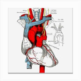 Vintage Medical Human Heart Anatomy Illustration Canvas Print