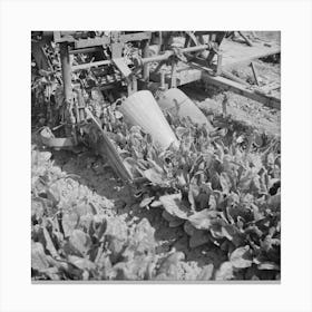 Untitled Photo, Possibly Related To San Benito County, California, Detail Of Spinach Harvester By Russell Lee Canvas Print