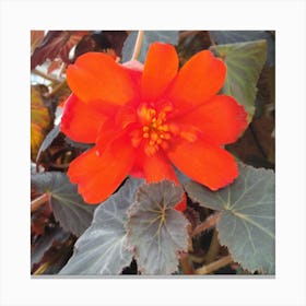 Begonia 5 Canvas Print